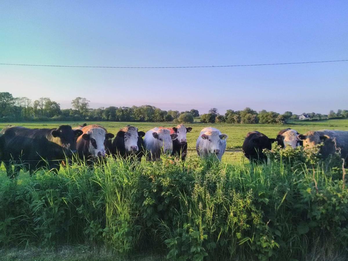 Castletownmoor Clinic & Permaculture Farm Hotell Kells  Exteriör bild